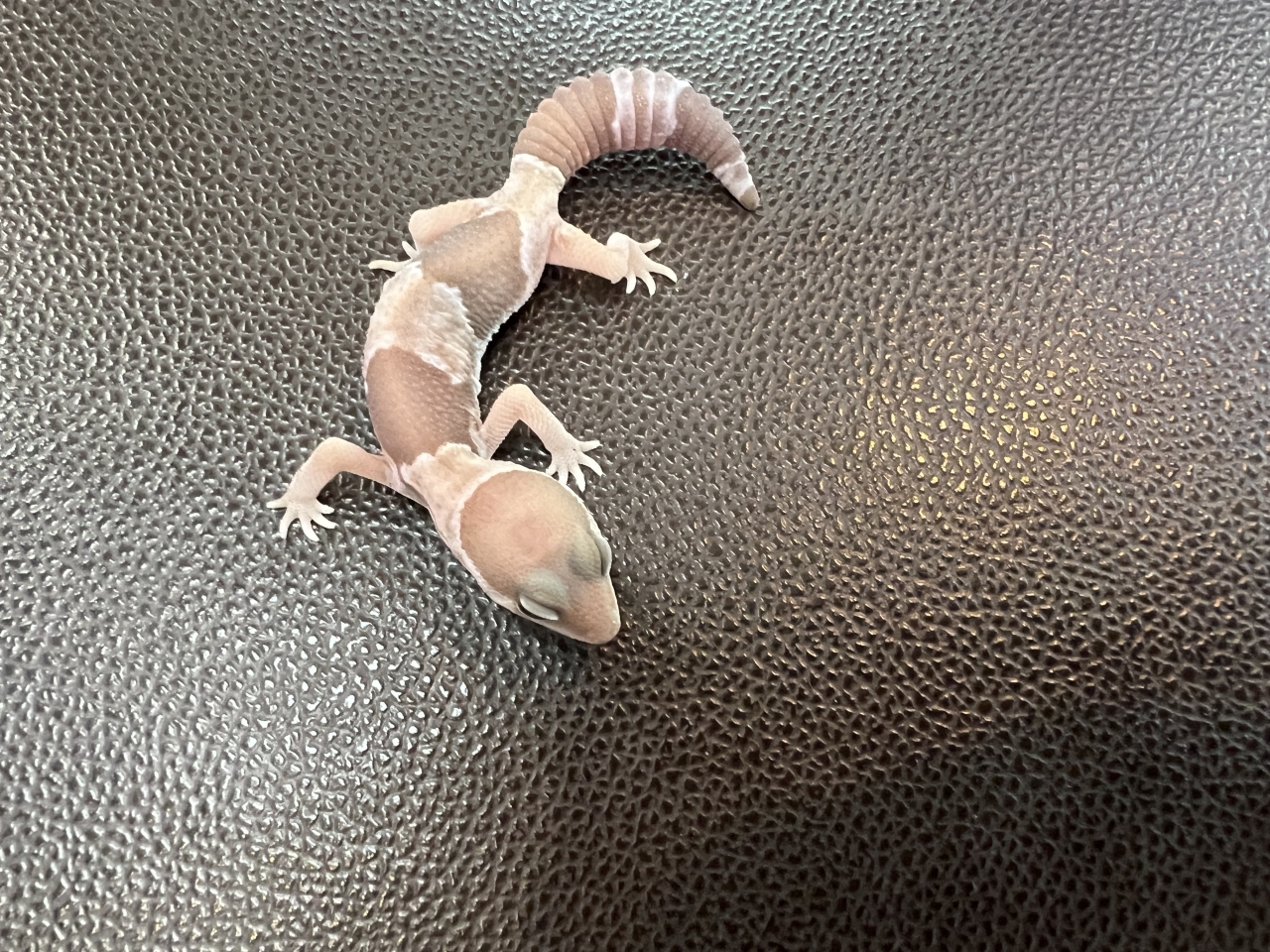 ニシアフリカトカゲモドキ（キャラメルhetゴースト)(2)