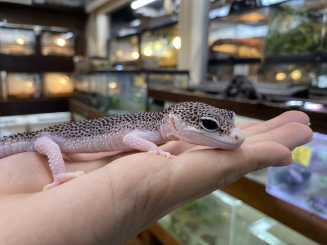 ヒョウモントカゲモドキ（ギャラクシー）