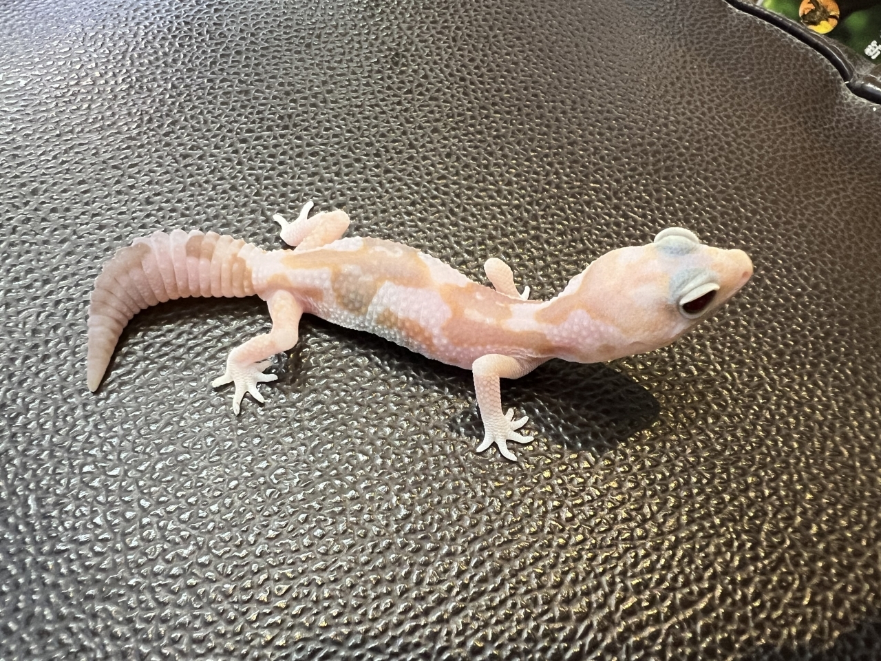 ニシアフリカトカゲモドキ（アメルズールー)(2)