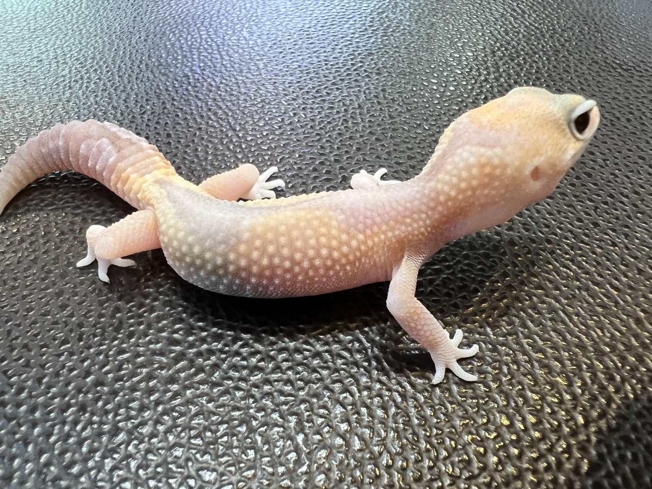 ニシアフリカトカゲモドキ（アメルズールー)(2)