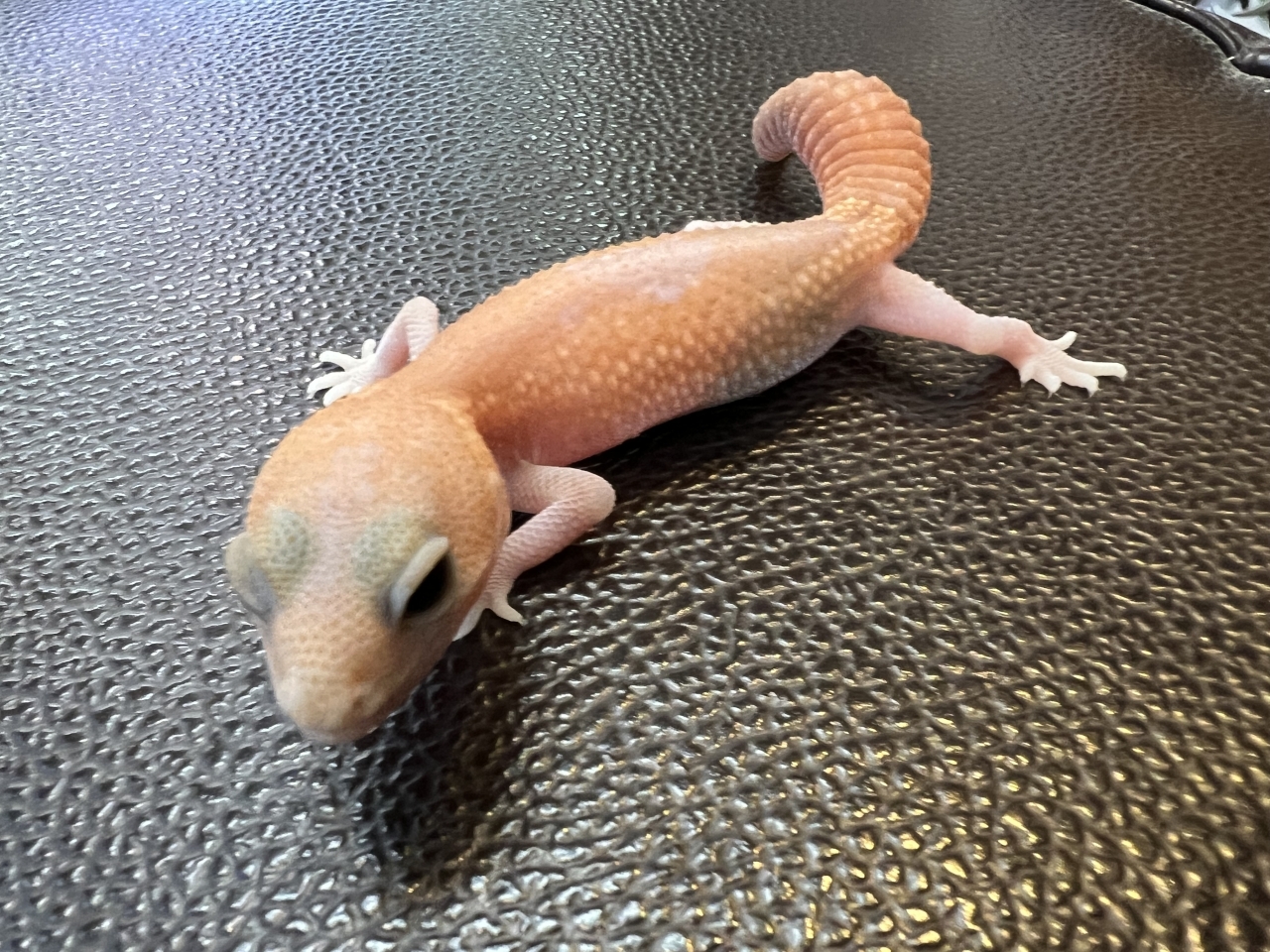 ニシアフリカトカゲモドキ（アメルパティ)(3)