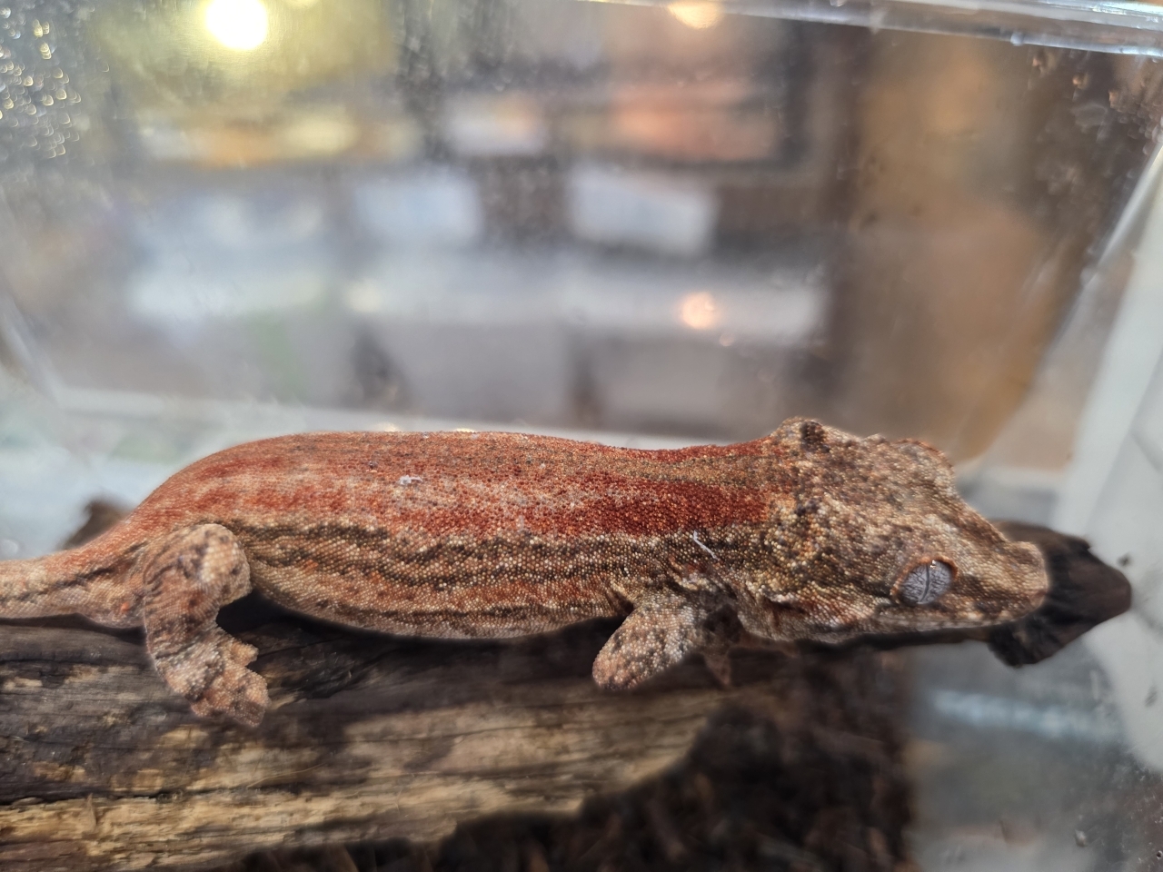 ガーゴイルゲッコー（レッドストライプ）(1)