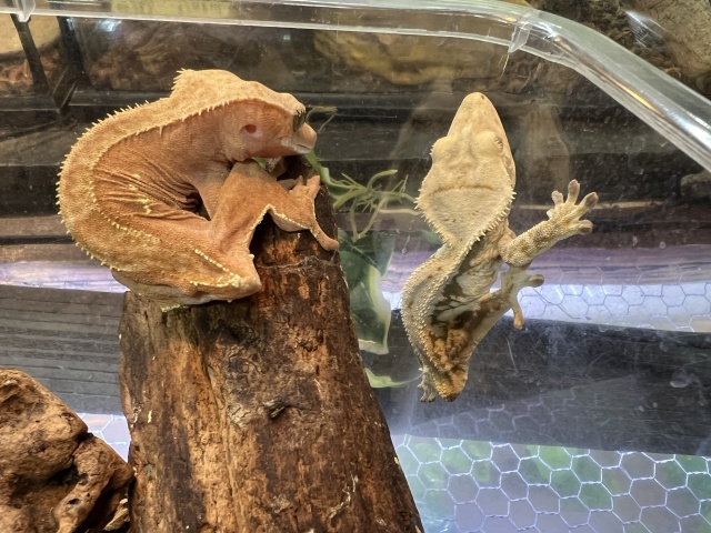 クレステッドゲッコー