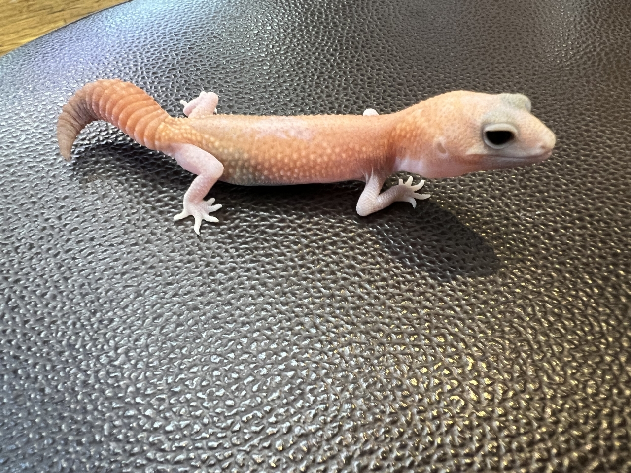 ニシアフリカトカゲモドキ（アメルパティ)(1)