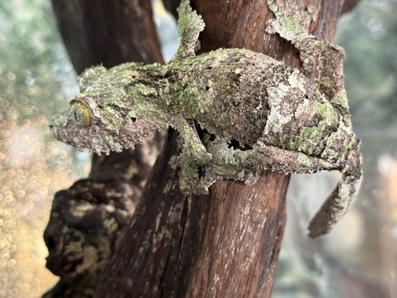 ヤマビタイヘラオヤモリ(1)