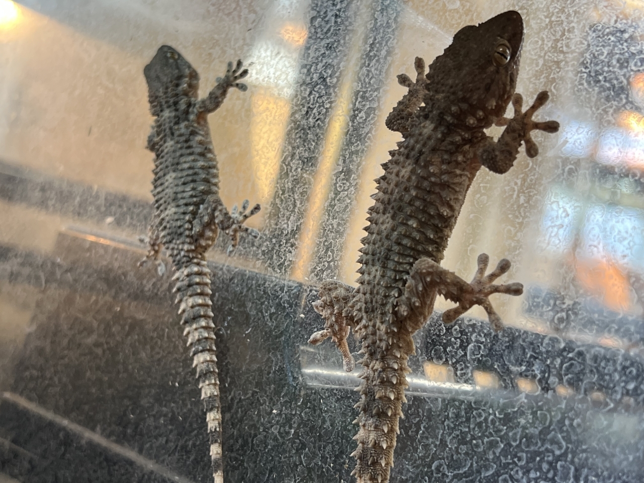 ムーアカベヤモリ(3)