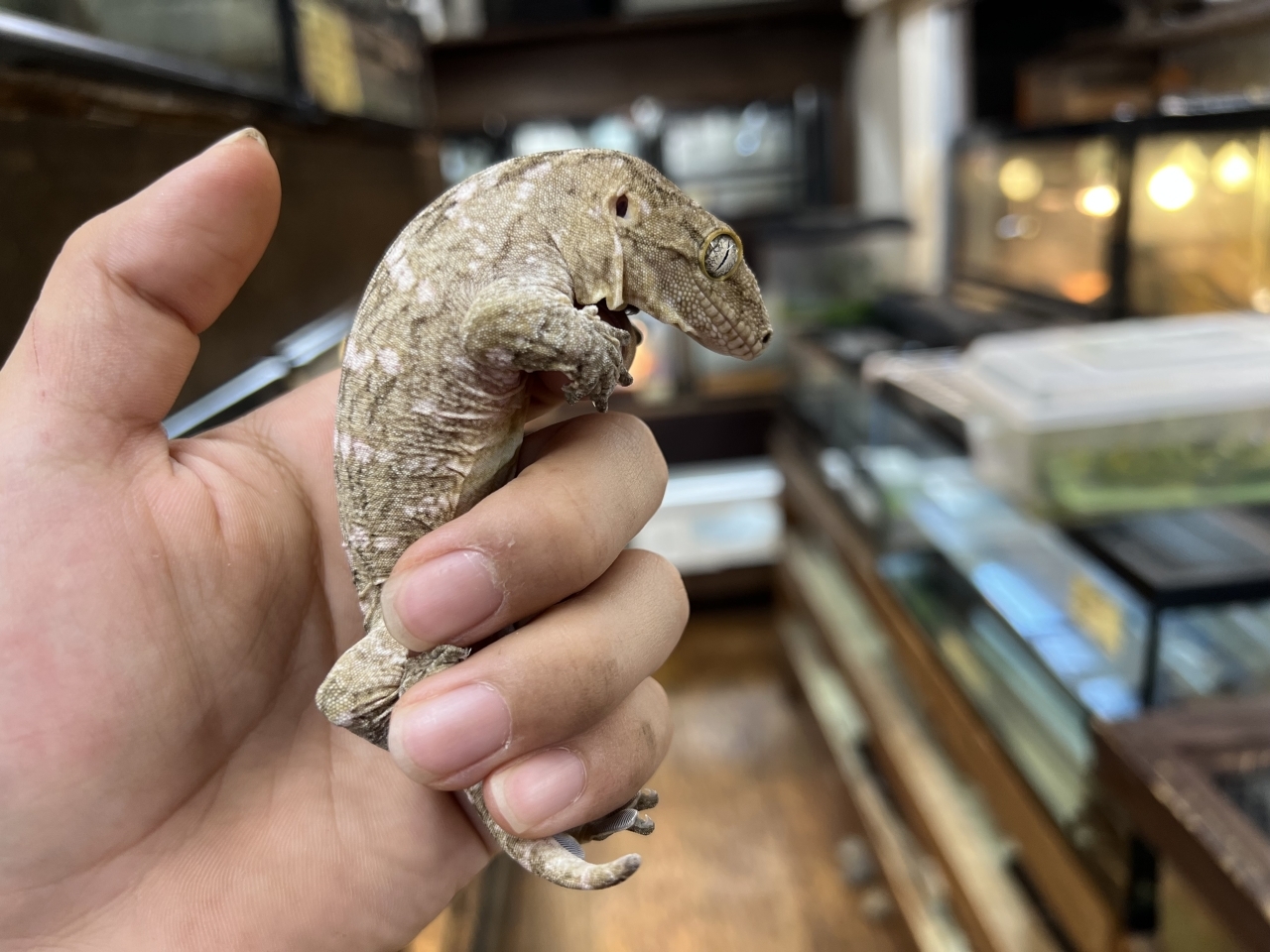 ジャイアントゲッコー（マウントコーギス）（No.1）(2)