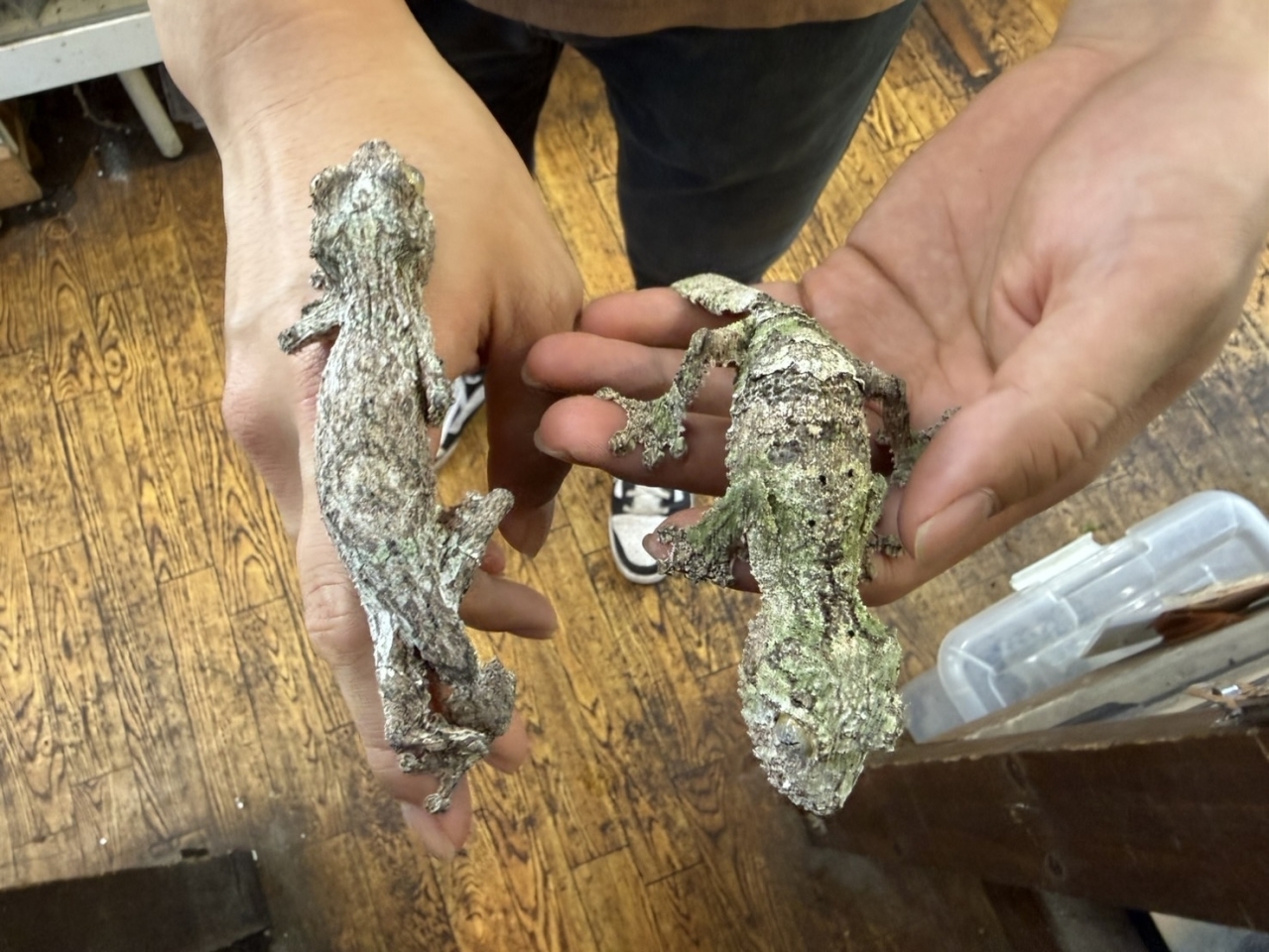 ヤマビタイヘラオヤモリ(3)