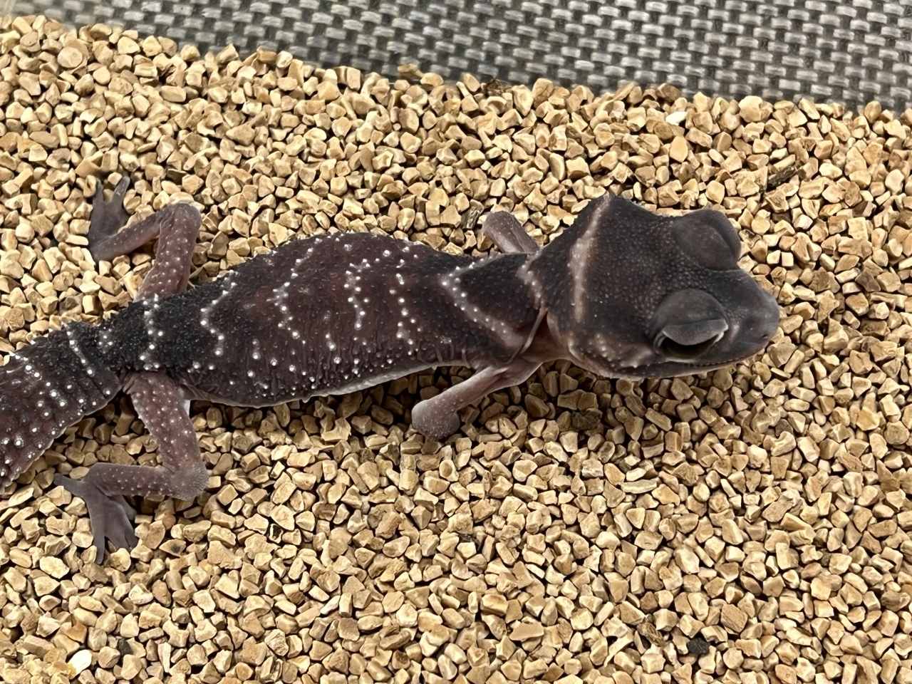 ナメハダタマオヤモリ(3)