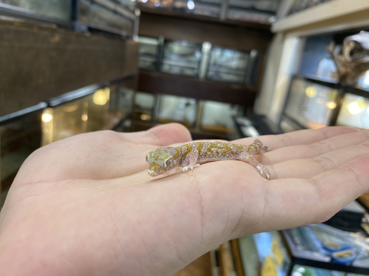 エレガンスボウユビヤモリ(3)