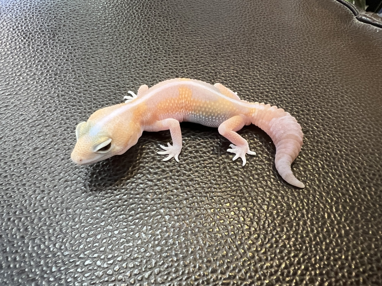 ニシアフリカトカゲモドキ（アメルズールー)(1)