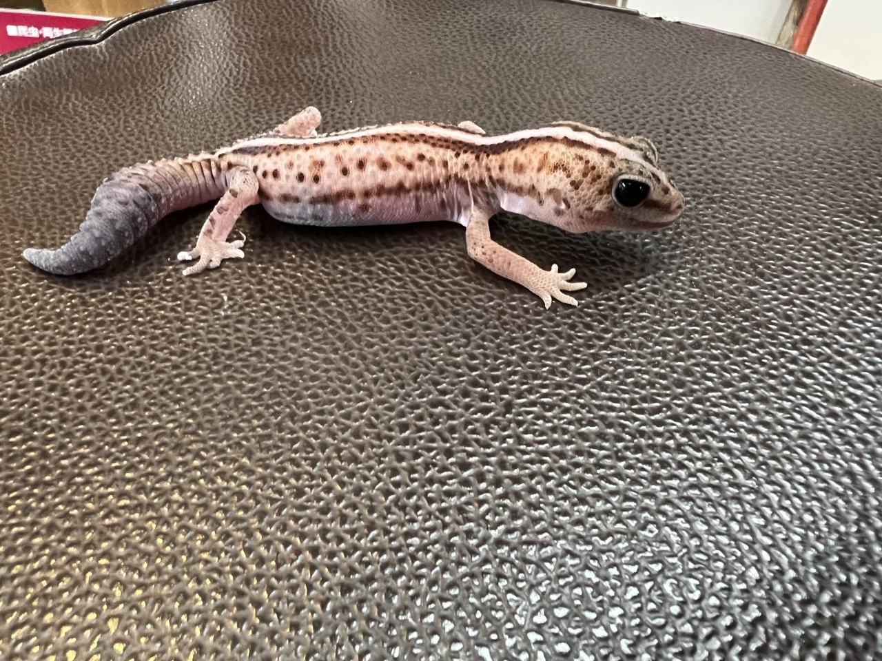 ニシアフリカトカゲモドキ（WOパティhetスノー)(3)