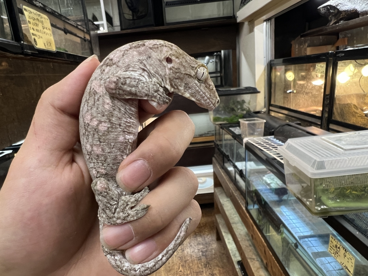 ジャイアントゲッコー（マウントコーギス）（No2）(1)