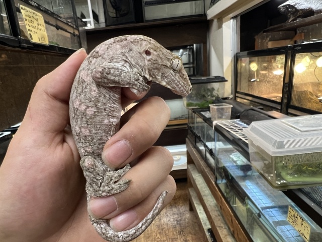 ジャイアントゲッコー（マウントコーギス）（No2）