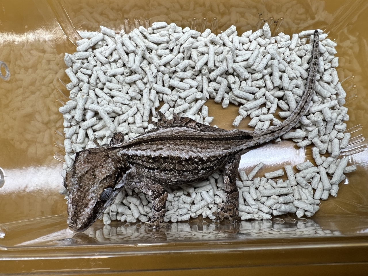 ガーゴイルゲッコー（オレンジストライプ）(3)