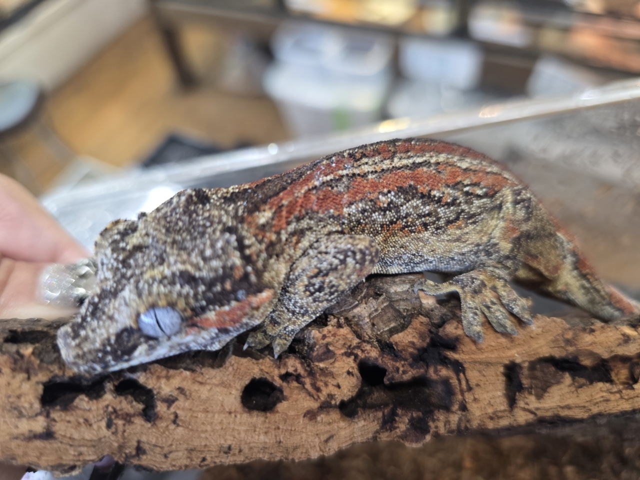 ガーゴイルゲッコ(レッドストライプ)(1)