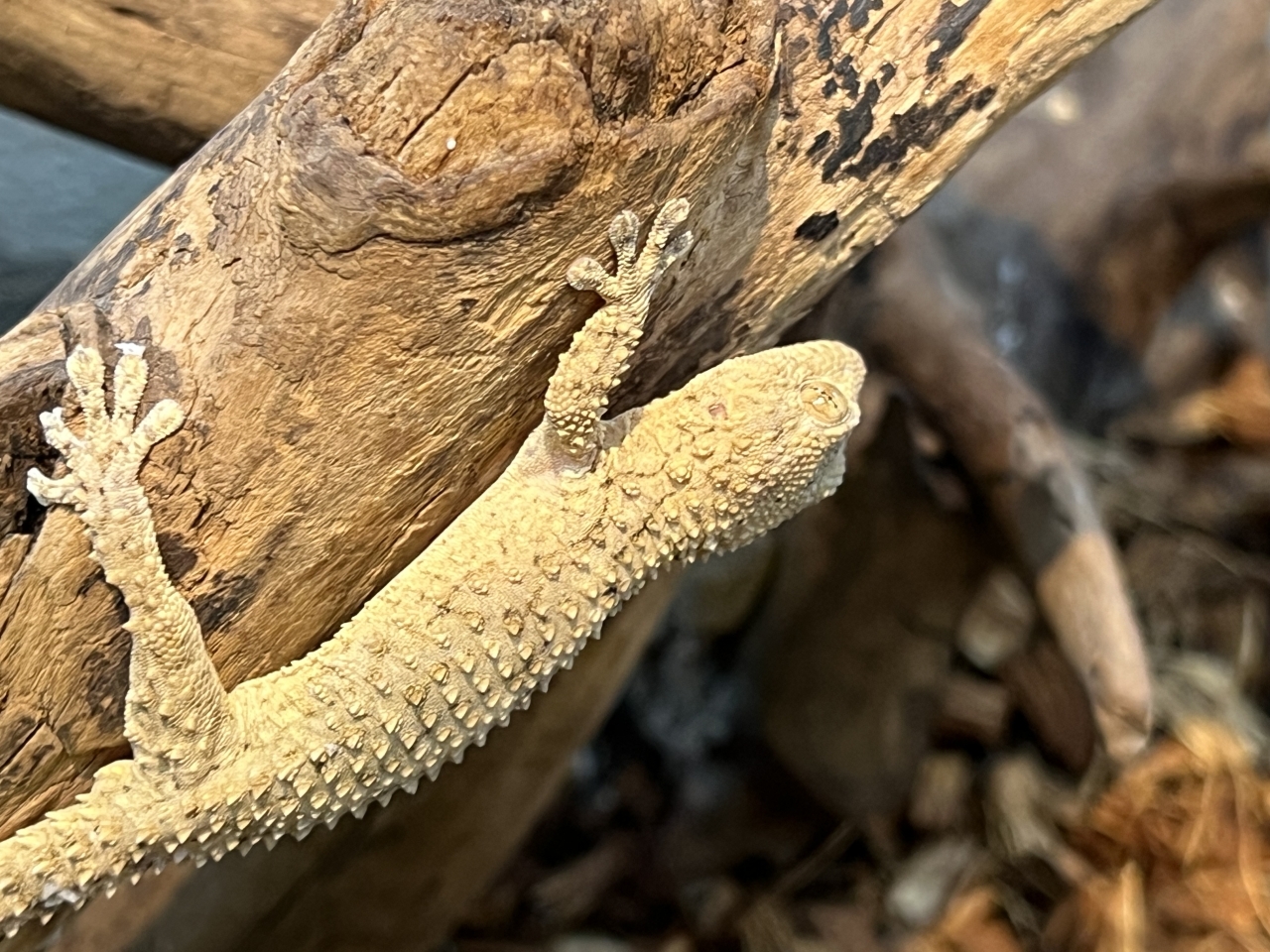 ムーアカベヤモリ(1)