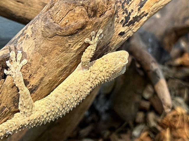 ムーアカベヤモリ