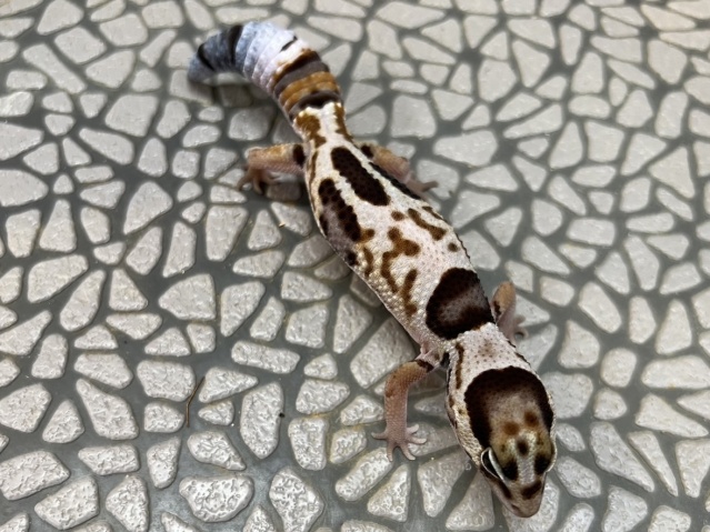 ニシアフリカトカゲモドキ（ホワイトアウト）