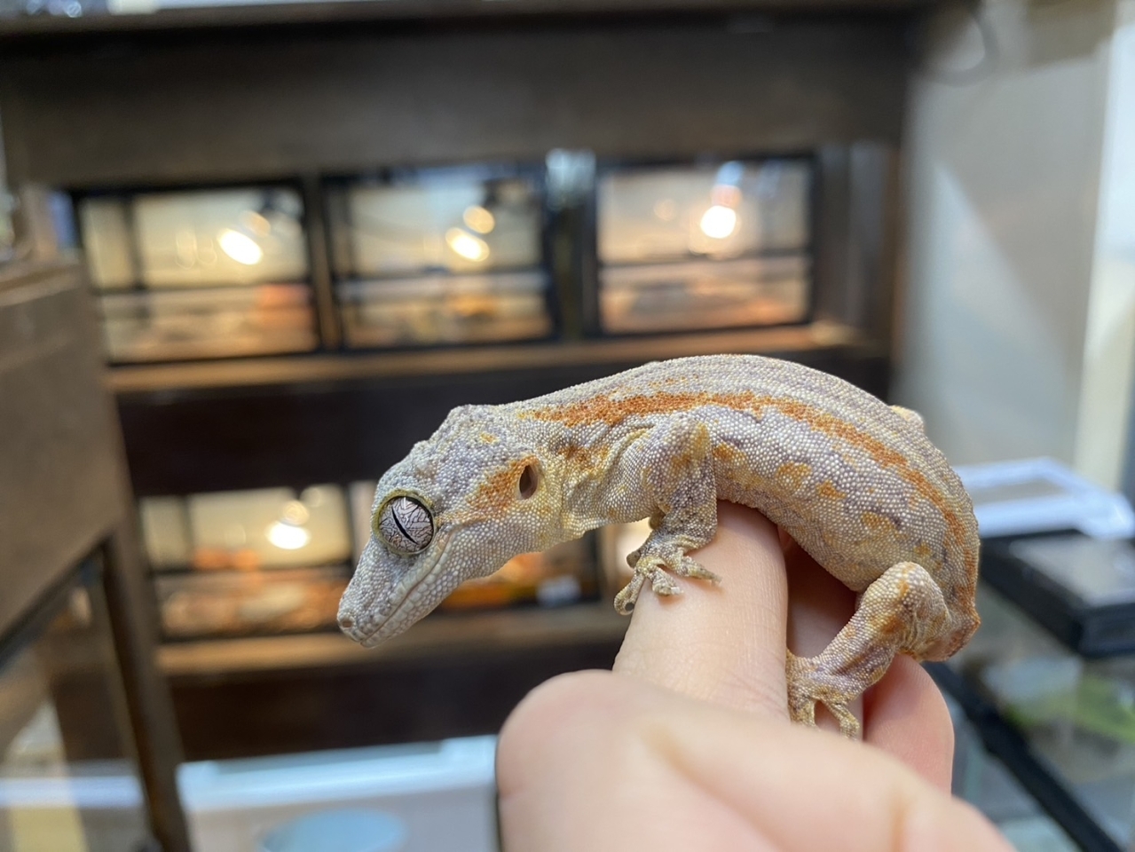 ガーゴイルゲッコー（レッドストライプ）(1)