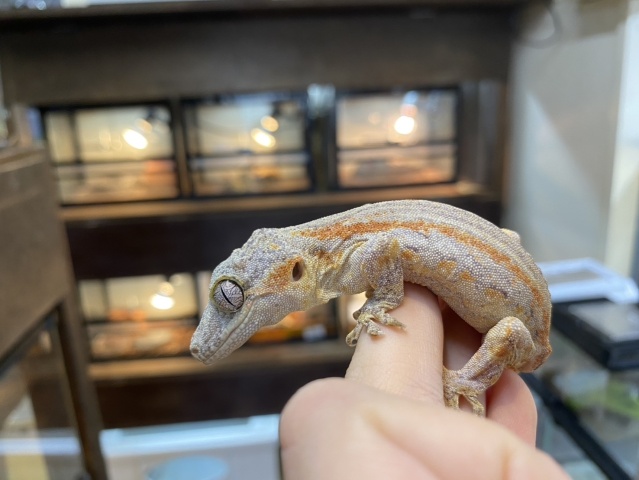 ガーゴイルゲッコー（レッドストライプ）