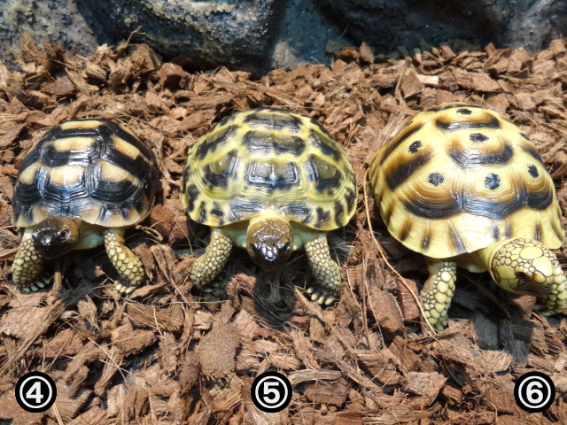 爬虫類ショップ サウリア大東店｜フィギュア