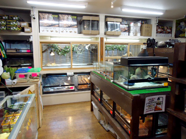 爬虫類専門店 サウリア大阪大東店 爬虫類専門店 サウリア大阪大東店