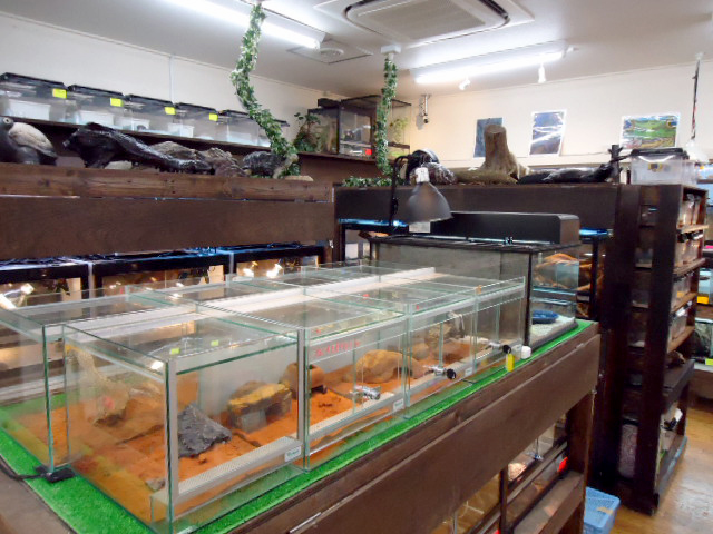 爬虫類専門店 サウリア大阪大東店 爬虫類専門店 サウリア大阪大東店