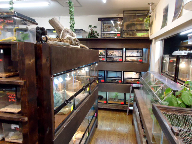 爬虫類専門店 サウリア大阪大東店 爬虫類専門店 サウリア大阪大東店