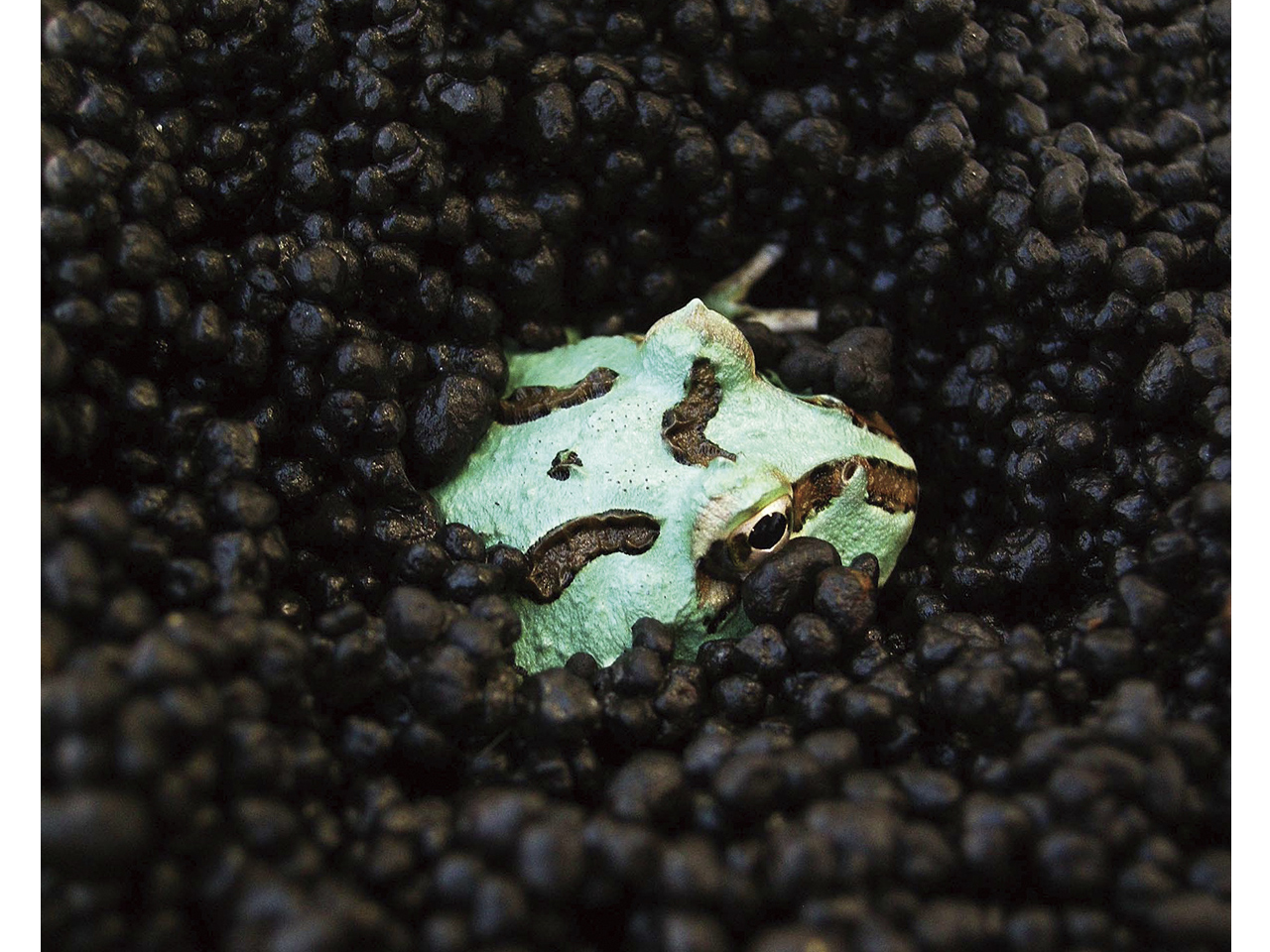 FROG SOIL（2.5ｋｇ）(6)
