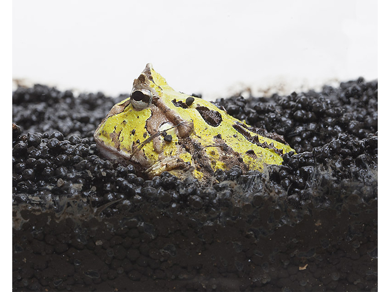FROG SOIL（1ｋｇ）(4)