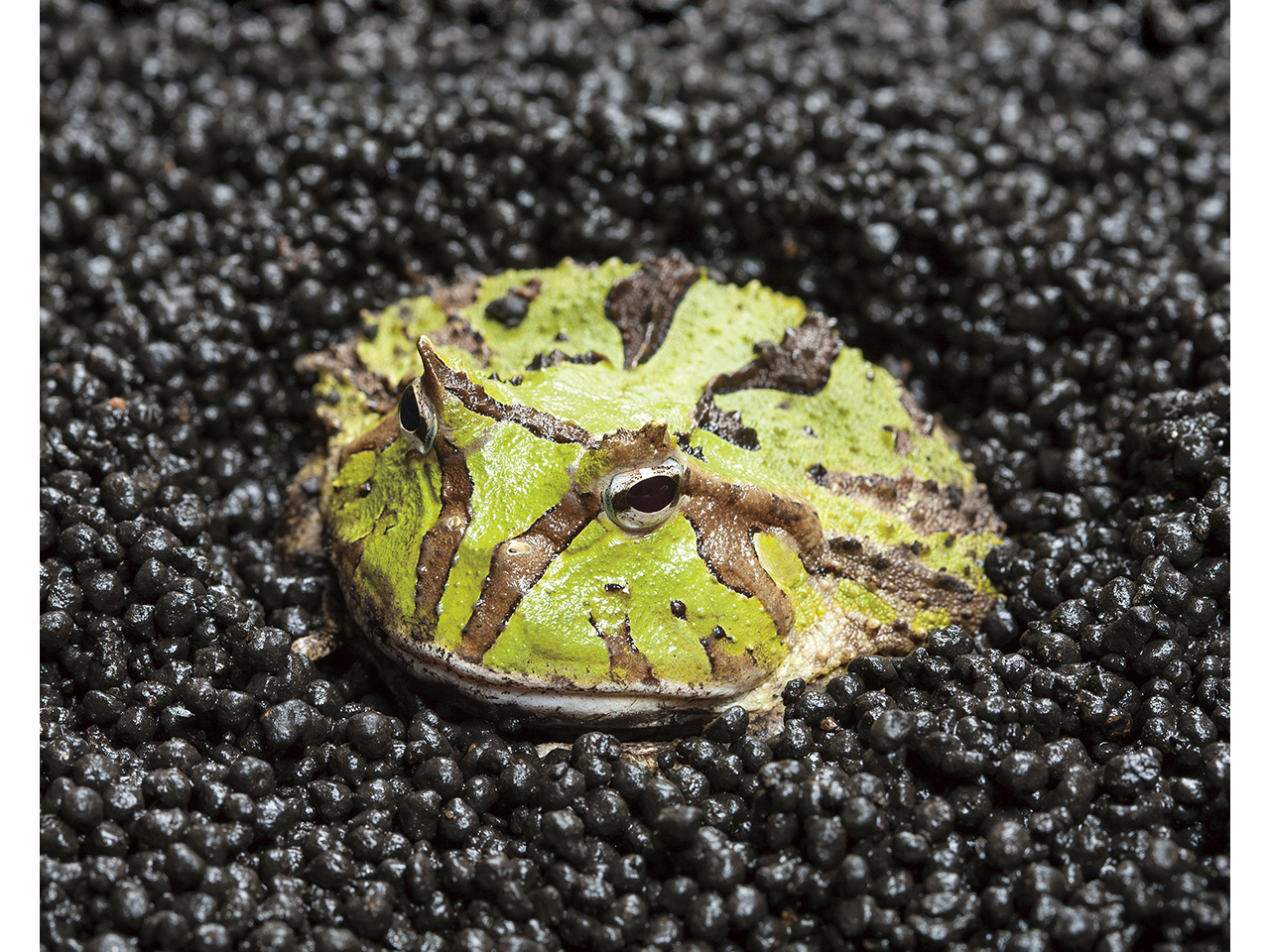 FROG SOIL（2.5ｋｇ）(5)