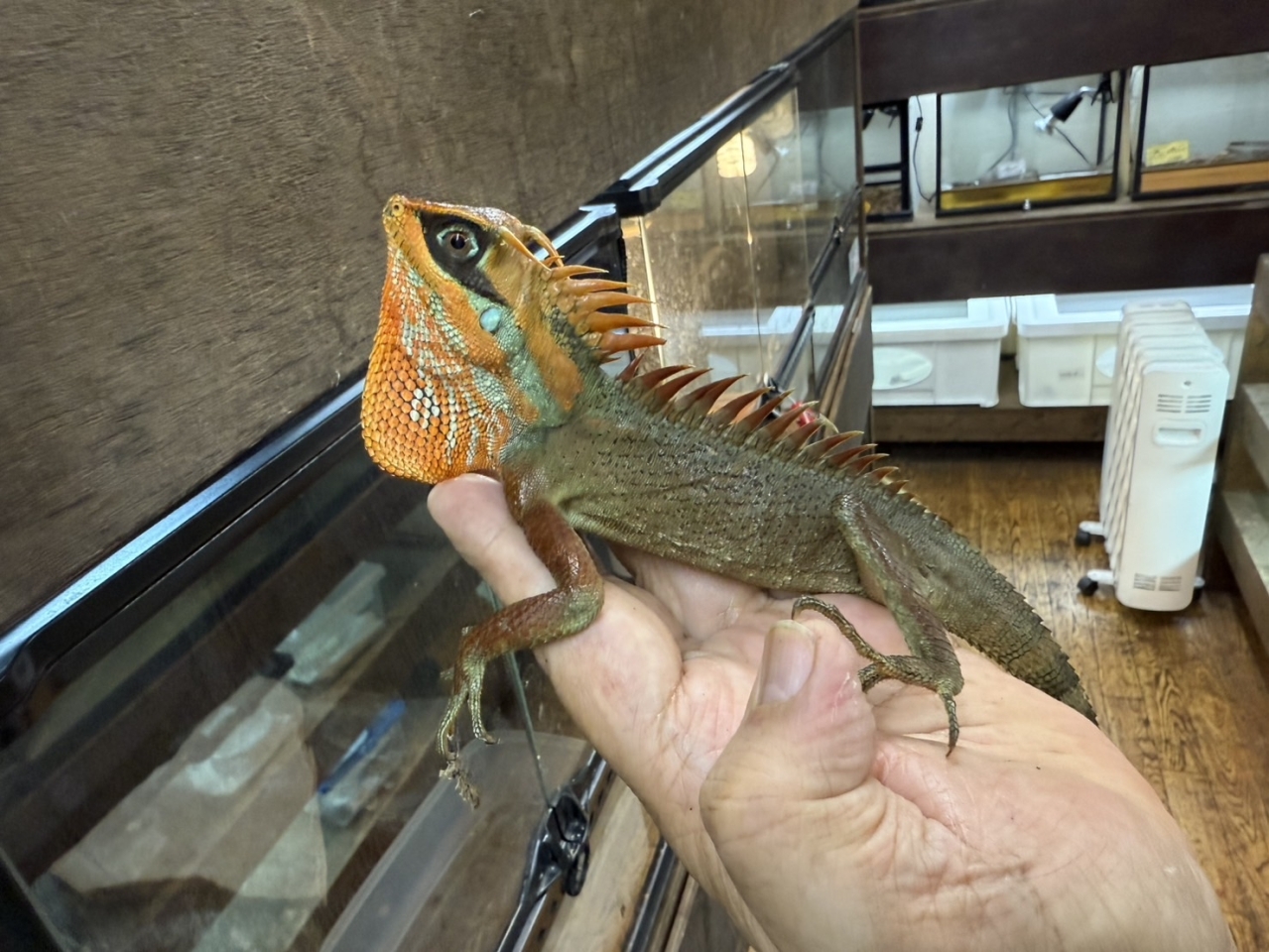 ナタリアクシトカゲ(2)