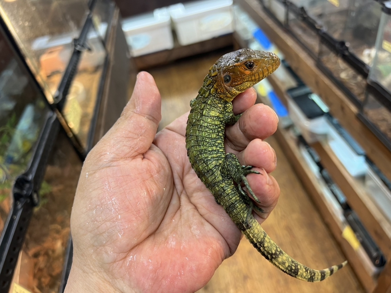 ギアナカイマントカゲ(1)