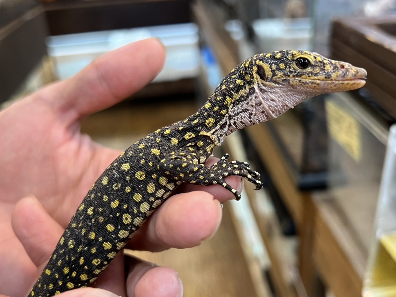 カイケチルモニター(2)