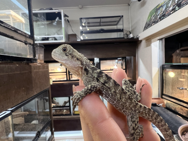 ヒガシウォータードラゴン