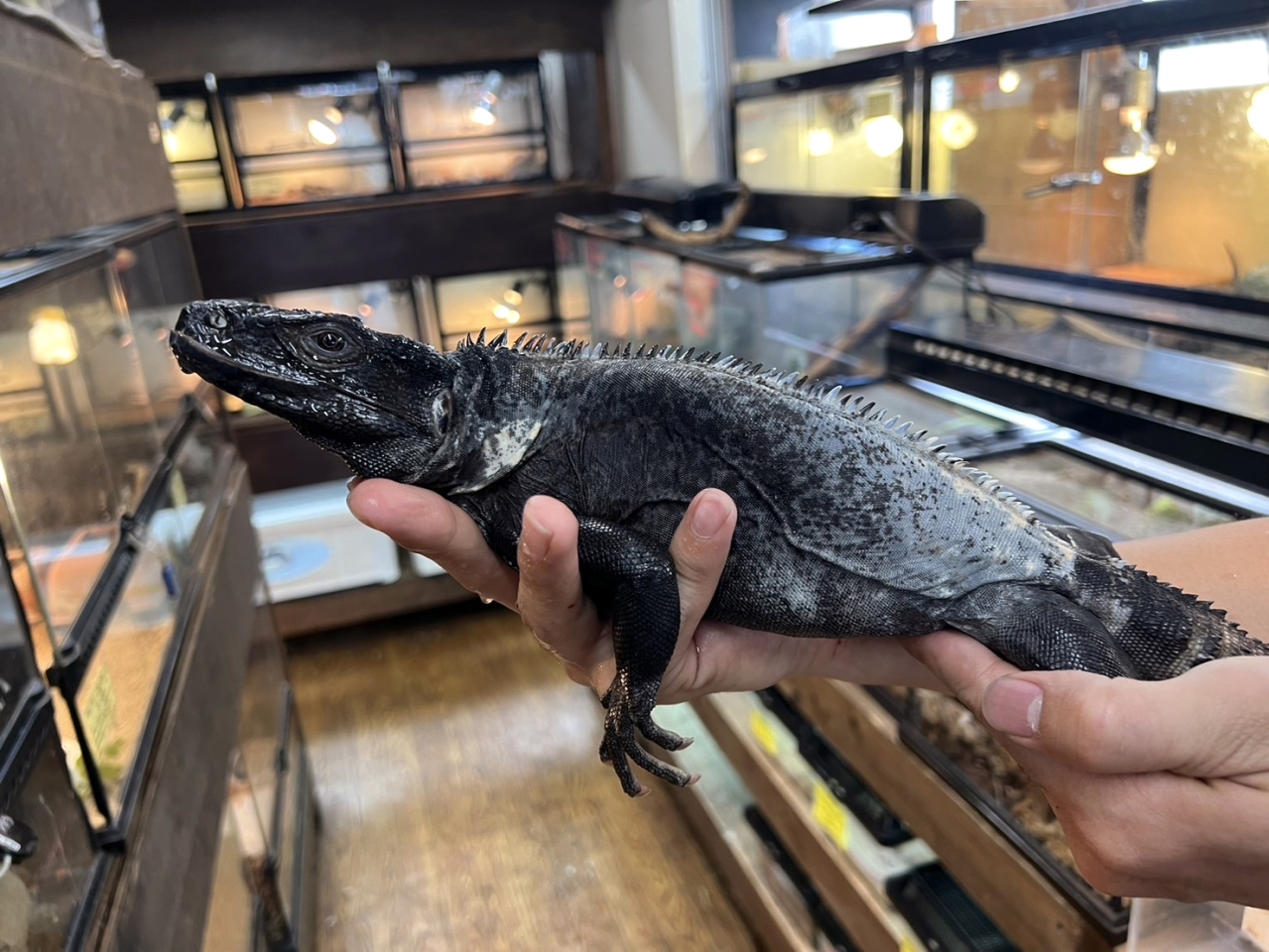 バナナスパイニーテールイグアナ（パンダパイド）(3)