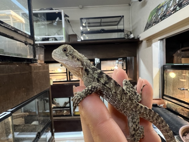 ヒガシウォータードラゴン