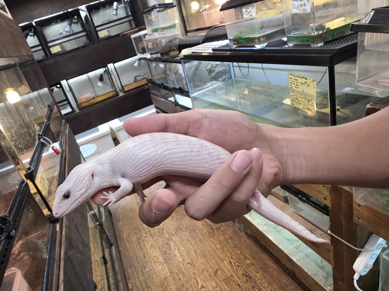 キタアオジタトカゲ（スーパーハイポ）（No.1）(4)