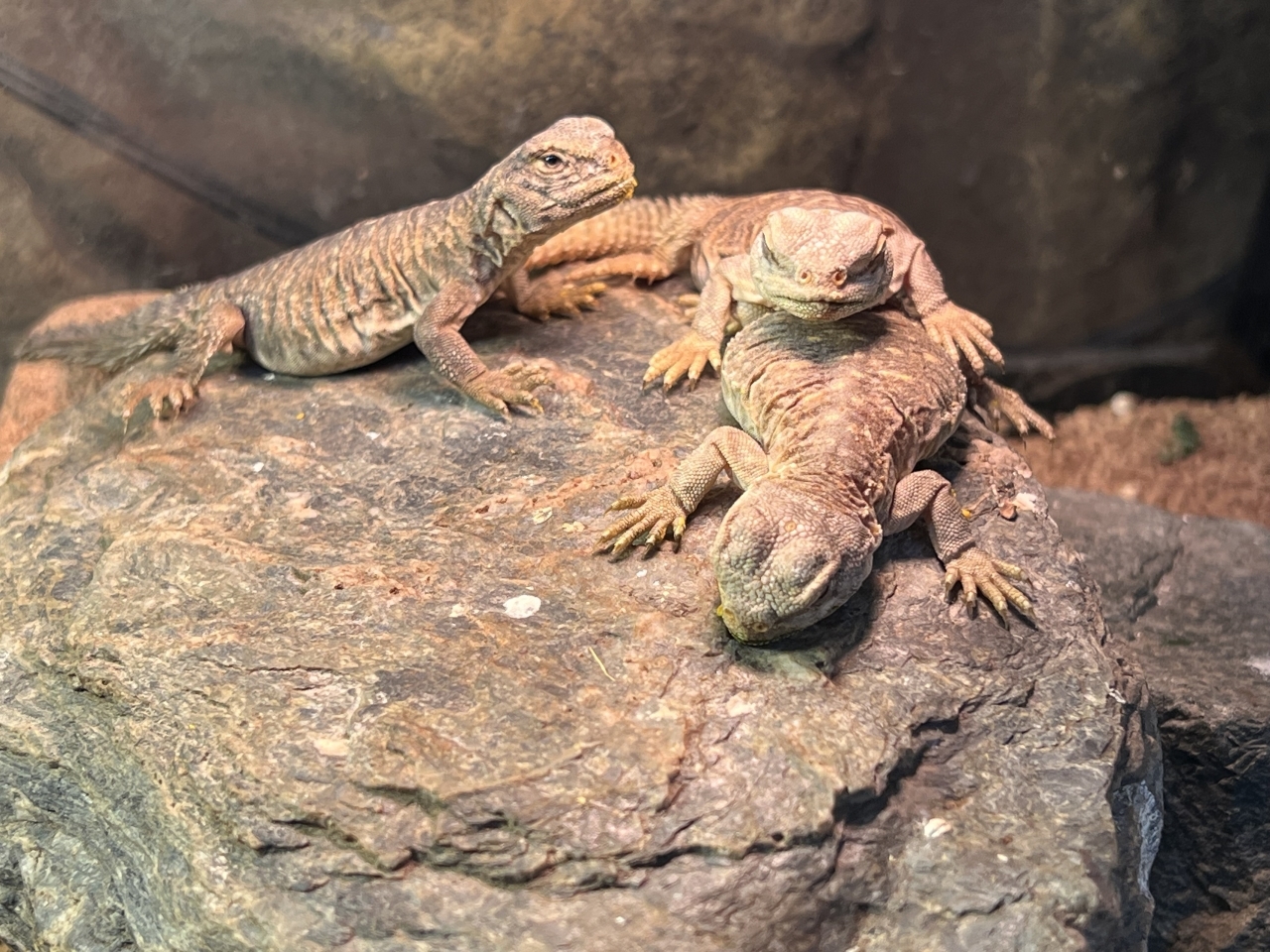 エジプトトゲオアガマ(1)