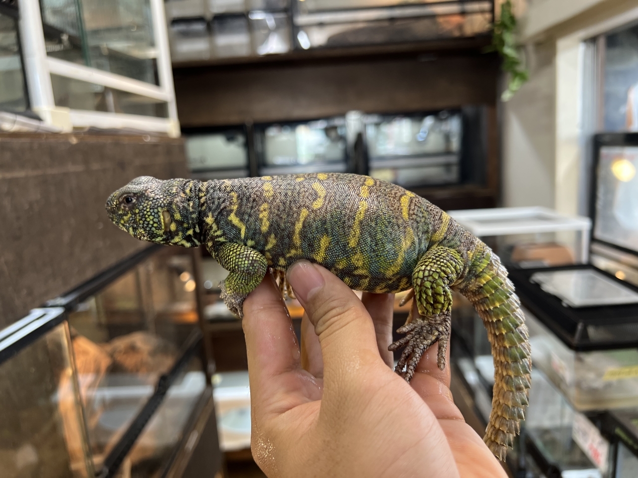 ニシキトゲオアガマ（No.3）(1)