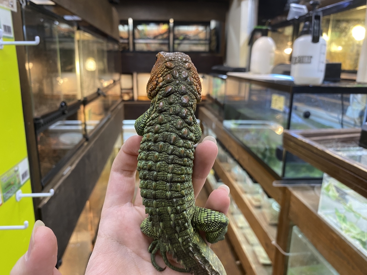 ギアナカイマントカゲ(3)