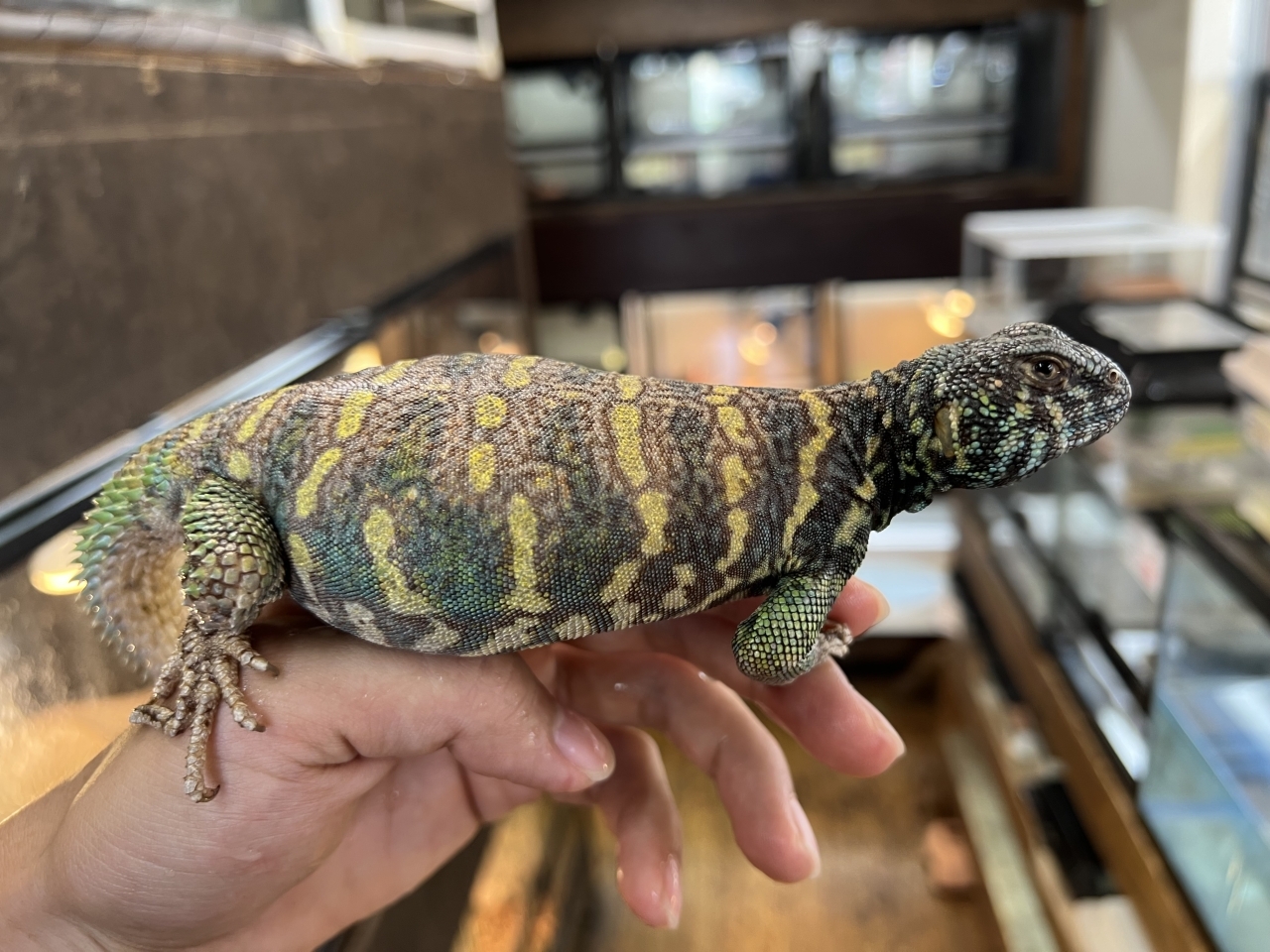 ニシキトゲオアガマ（No.2）(3)