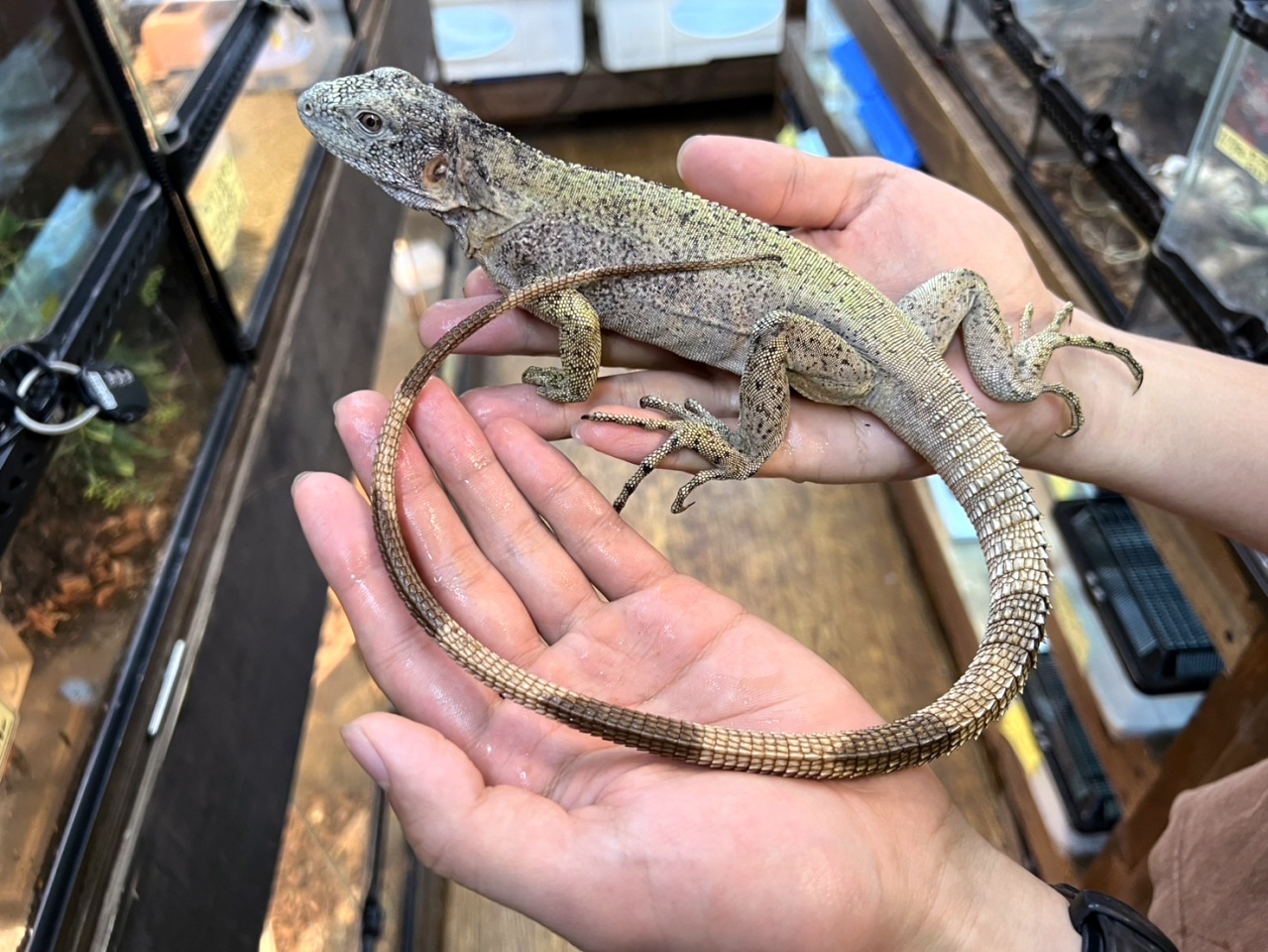 バナナスパイニーテールイグアナ（パンダパイド）(1)