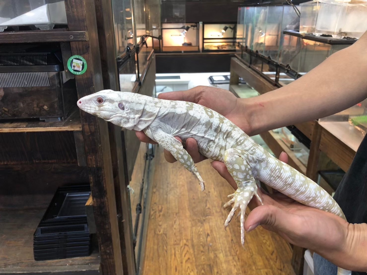 アルビノブルーテグー(1)