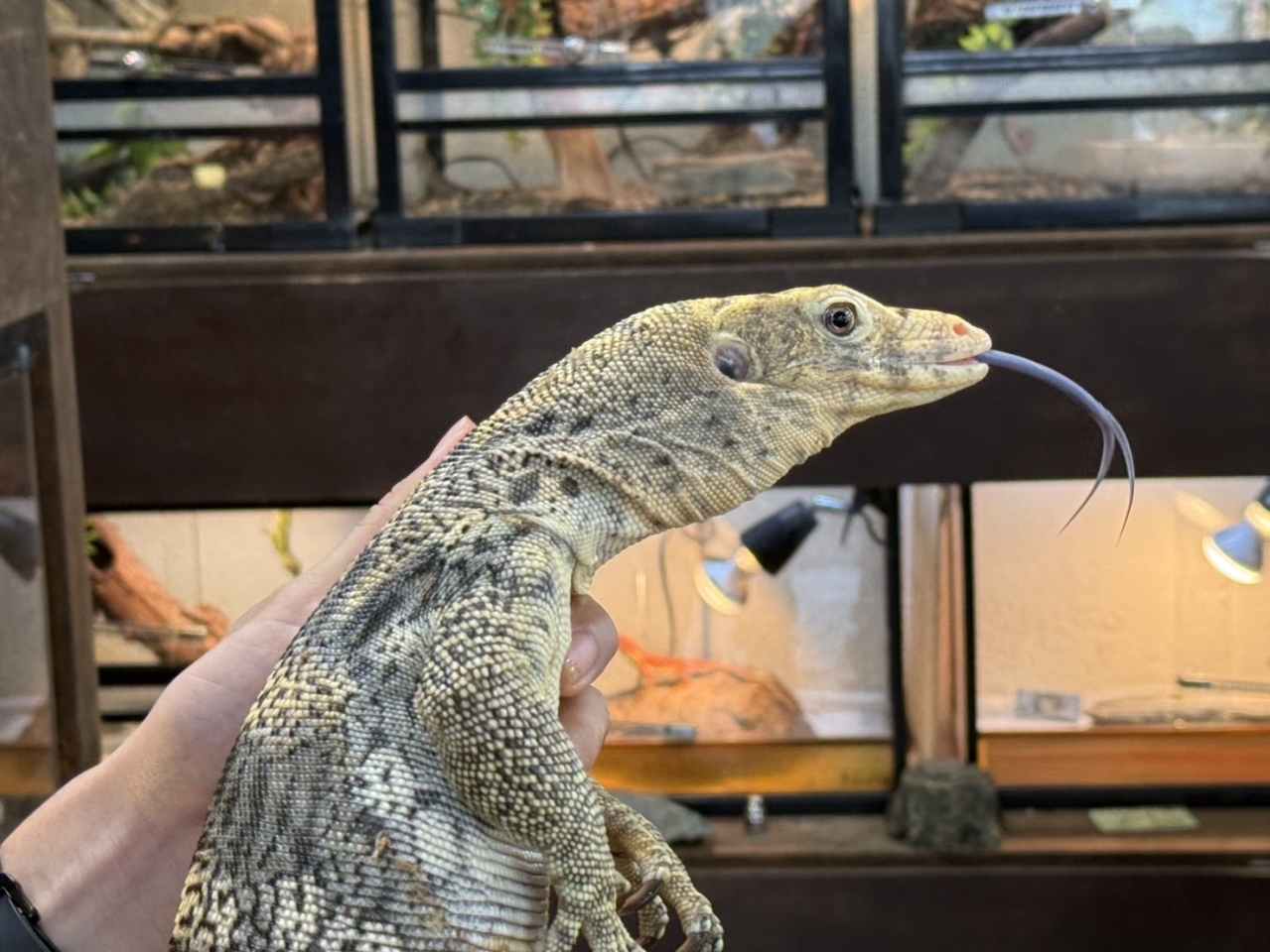 サルファモニター（ハイイエロー）(3)