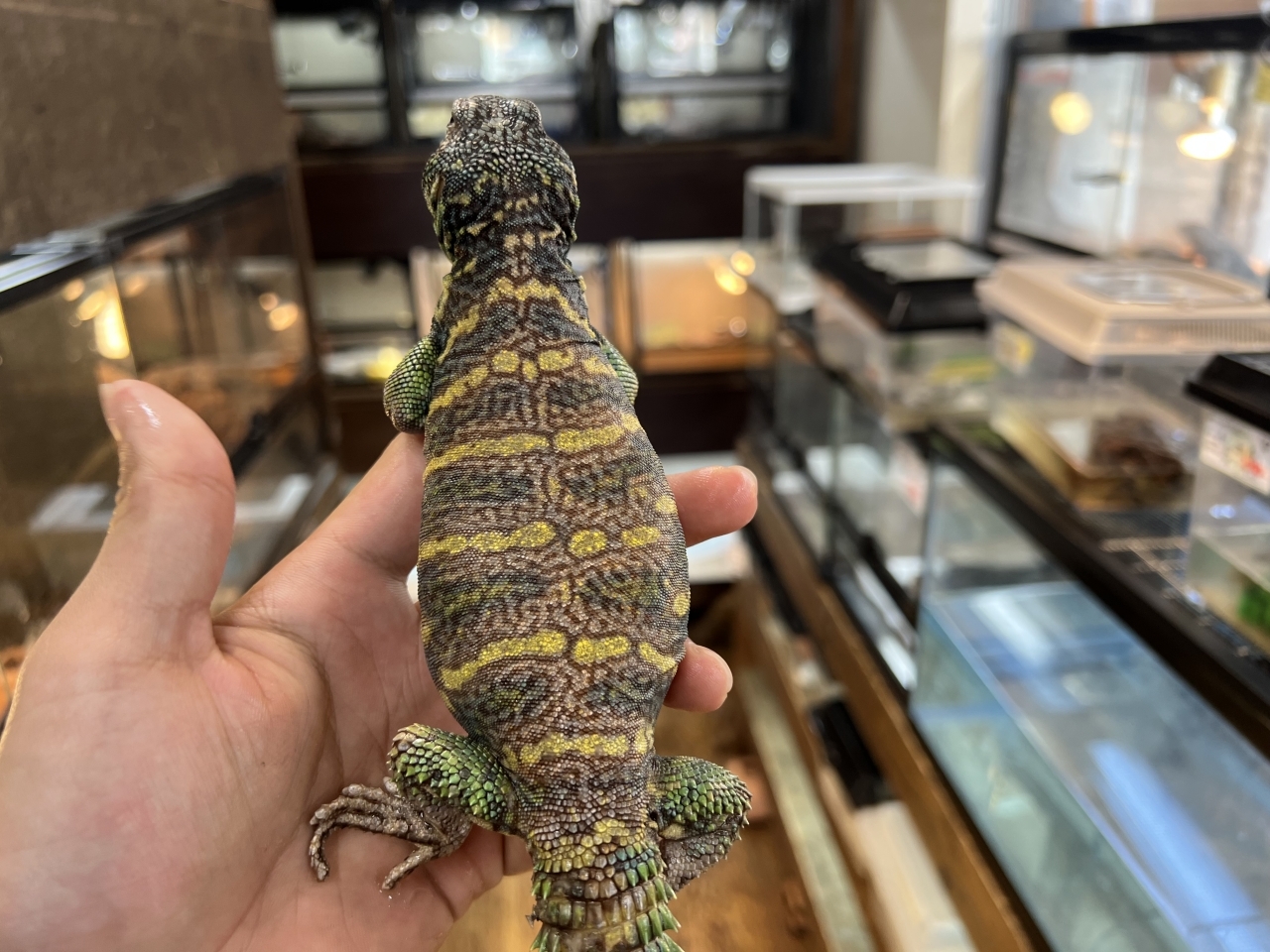 ニシキトゲオアガマ（No.2）(2)