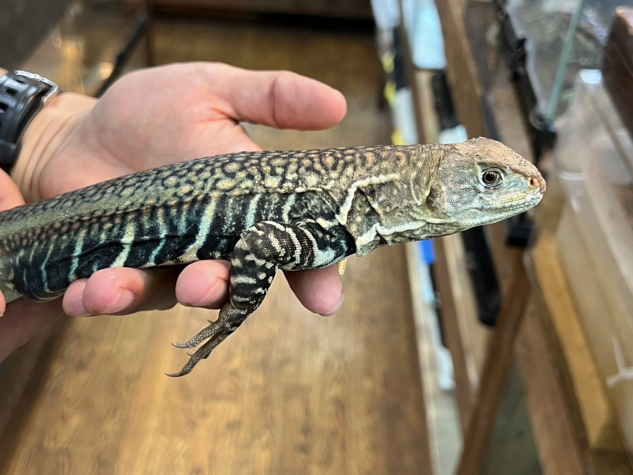 ロイヤルバタフライアガマ(2)