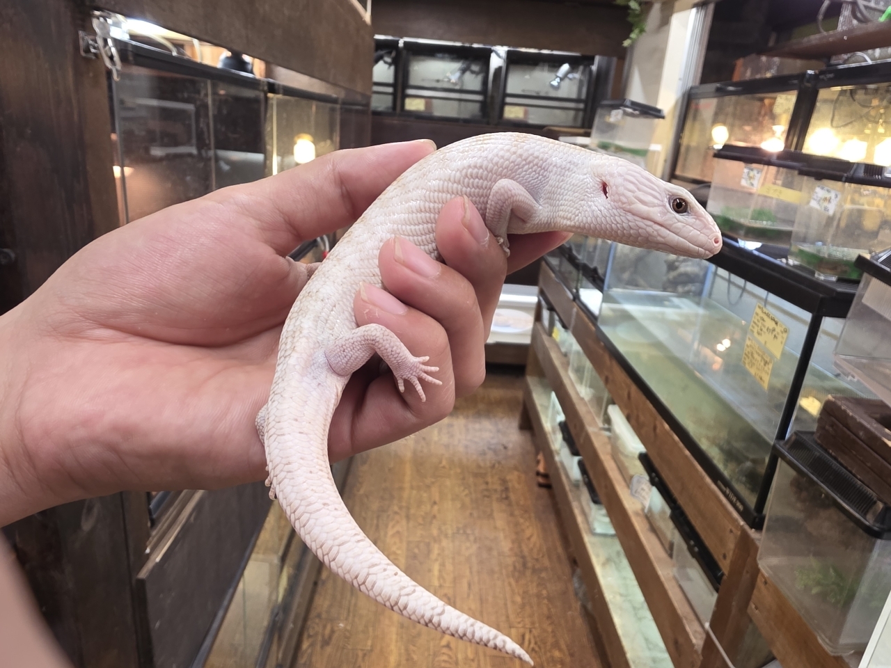 キタアオジタトカゲ（スーパーハイポ）（No.1）(1)