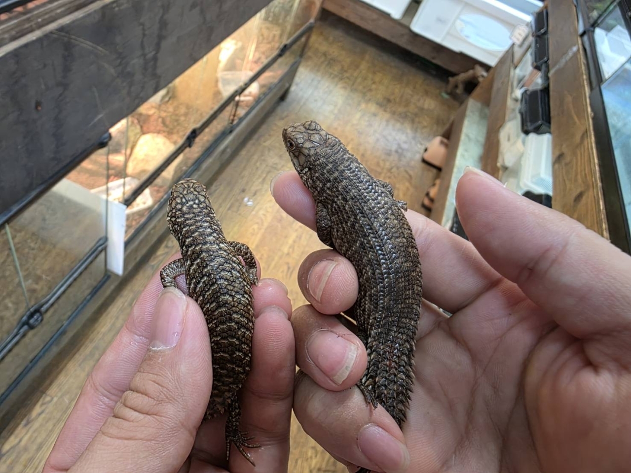 ストケスイワトカゲ(1)